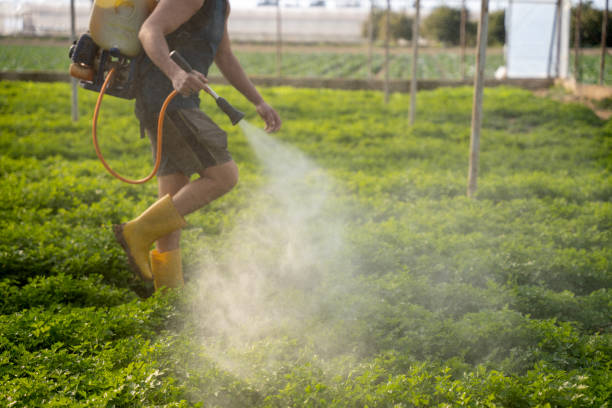 Best Affordable Pest Control Services  in Surfside Beach, SC