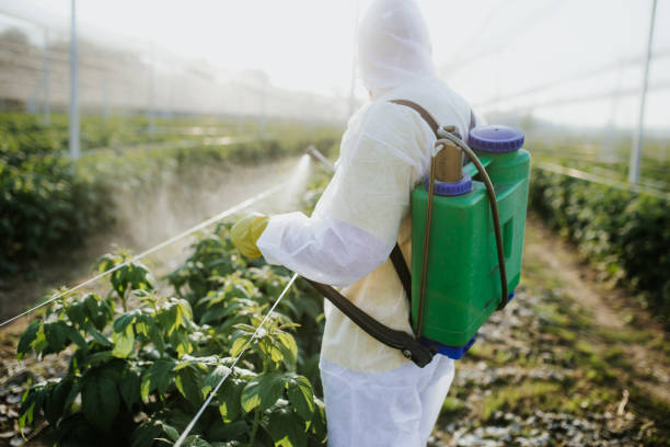 Wasp Removal Services in Surfside Beach, SC
